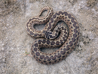 Moldavian steppe viper (Vipera ursinii moldavica)
