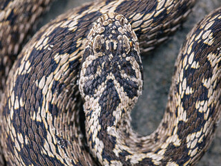 Moldavian steppe viper (Vipera ursinii moldavica)