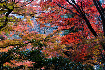 2024.11富山市の呉羽山明るい紅葉