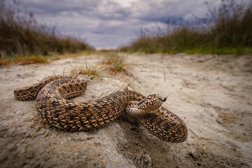 Moldavian steppe viper (Vipera ursinii moldavica)