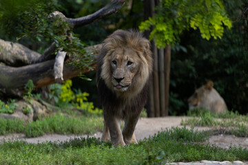 A majestic male lion lying in grass, lit by golden morning light, roaring.