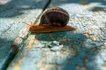 The snail is crawling. A snail with a large shell, close-up crawling over fallen broken tree branches on a sunny day.