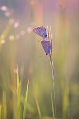 butterfly on a blade of grass
