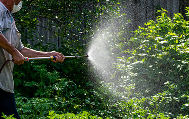 A farmer sprays green vegetable plants in the garden with herbicides, pesticides or insecticides.