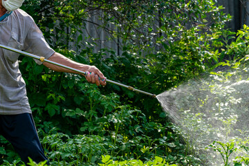 A farmer sprays green vegetable plants in the garden with herbicides, pesticides or insecticides.