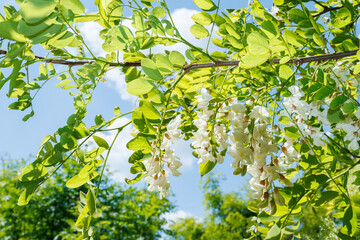 Branch of blooming white acacia flowers and green leaves against a blue sky. Natural summer scenery with sunlight and vibrant greenery. Springtime and nature concept