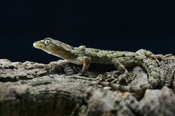 Mediterranean thin-toed gecko (Mediodactylus danilewskii)