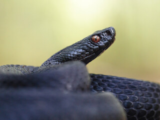 Nikolsky's viper (Vipera berus nikolskii)