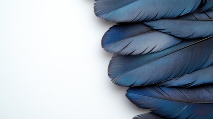 Elegant blue bird feathers arranged on a white background showcasing texture and color diversity in natural elements.