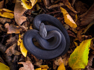 Nikolsky's viper (Vipera berus nikolskii)