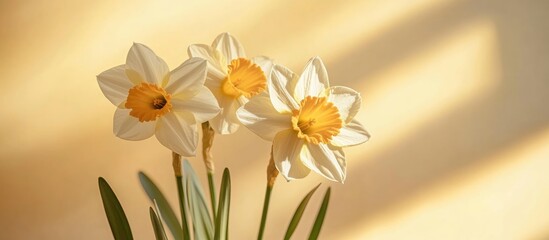Fototapeta premium Daffodils in Bloom Radiating Warmth Against a Soft Yellow Background Capturing the Essence of Springtime Beauty and Renewal