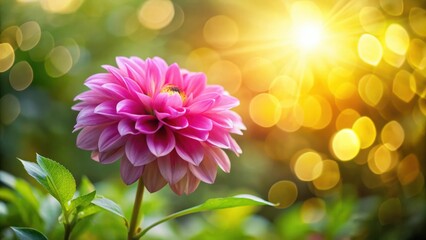 Obraz premium A Single Pink Dahlia Flower Blooms in the Warm Glow of Sunlight with a Blurred Background of Green Leaves and Golden Bokeh