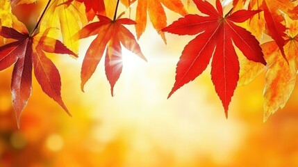 Autumn foliage of Liquidambar styraciflua with vibrant red leaves backlit by sunlight in a serene outdoor setting high quality photo