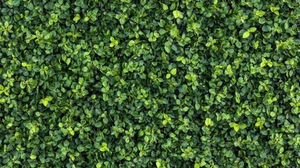 Lush green rapeseed field aerial view showcasing vibrant agricultural growth and expansive natural landscape.