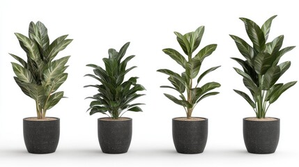Obraz premium Isolated assortment of indoor plants in stylish pots on a clean white background for home decor and interior design inspiration