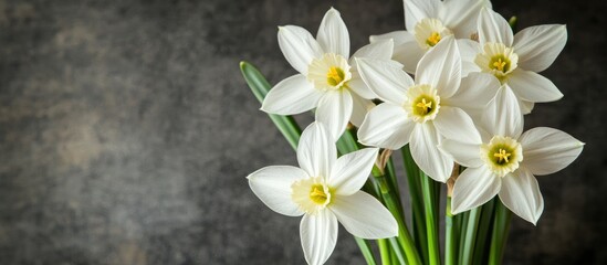 Bouquet of white narcissus flowers against dark background providing space for text with close-up details and vibrant green stems