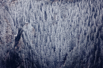 Winter in Ciucas Mountains