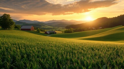 Sunset over lush cornfields countryside nature photography rural landscape serene view agriculture