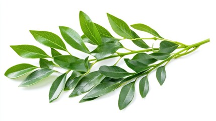 Fototapeta premium Green Cedar Foliage with Vibrant Leaves Isolated on White Background Ideal for Medicinal Plant and Herbal Remedies Visuals