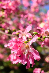 Silk floss trees bloom brilliantly 












