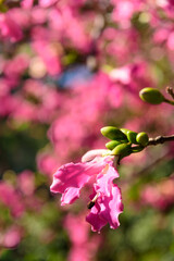 Obraz premium Silk floss trees bloom brilliantly