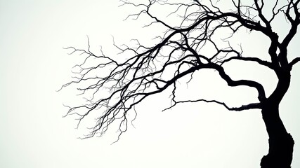 Fototapeta premium Silhouette of a leafless tree branch against a bright sky, showcasing its intricate, gnarled structure and stark beauty.