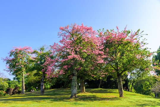 Silk floss trees bloom brilliantly on the grass slope in Dongguan Botanical Garden in china.