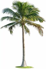 Tall tropical tree, lush green fronds, isolated.