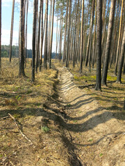 fire-fighting moat in the forest