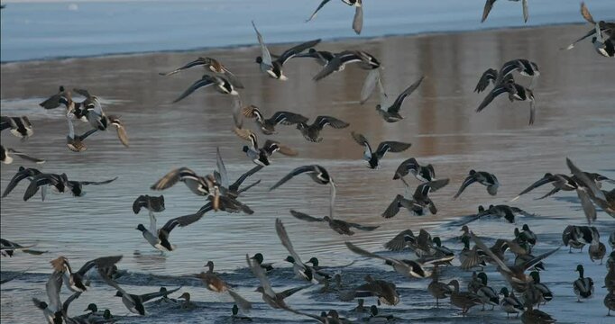 The mallard wild duck - Anas platyrhynchos take off from winter river. dabbling duck that breeds throughout the temperate and subtropical Americas, Eurasia, and North Africa.