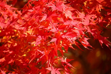 美しく紅葉した葉っぱ