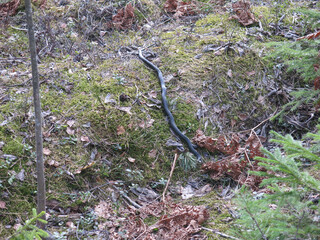 black snake crawls in the spring forest