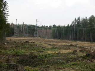 Power line in the spring forest