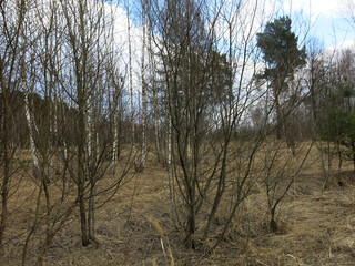 Obraz premium spring April forest in the Moscow region, the foliage has not yet appeared