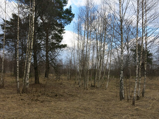 spring April forest in the Moscow region, the foliage has not yet appeared