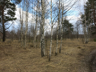 spring April forest in the Moscow region, the foliage has not yet appeared