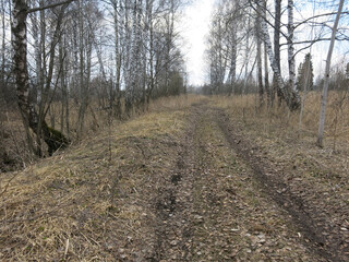 road is in a spring forest, the trees are not green yet
