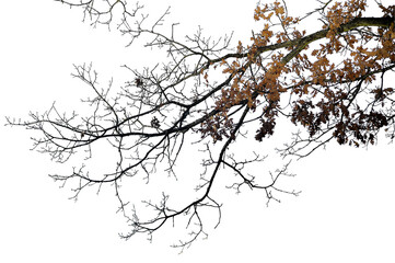 Oak branch. Natural Oak tree branches silhouette on a white background.