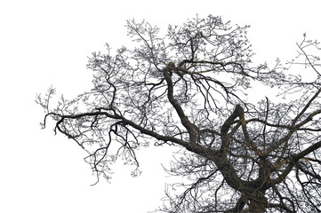 Oak branch. Natural Oak tree branches silhouette on a white background.