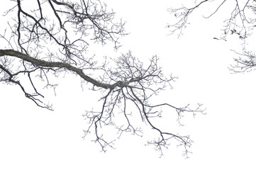 Oak branch. Natural Oak tree branches silhouette on a white background.