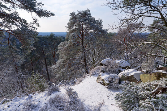 Point of View of the Camp de Chailly in winter season. Fontainebleau forest