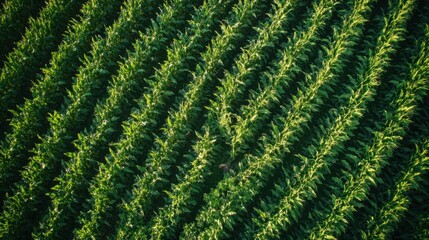 Lush green cornfield with neat rows of plants captured from above on a sunny day in early summer