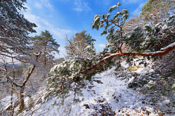 Denecourt path 6 in the Apremont gorges. Fontainebleau forest  in winter season