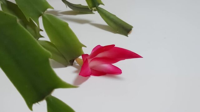 シャコバサボテンの開花タイムラプス動画❶
