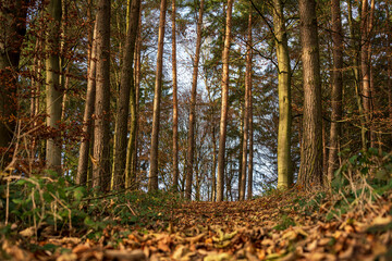 Bavarian Autumn Season Forest Hiking Trail 
