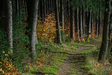 Bavarian Autumn Season Forest Hiking Trail 