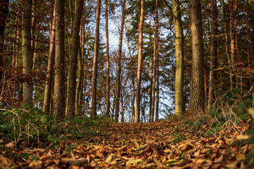 Bavarian Autumn Season Forest Hiking Trail 