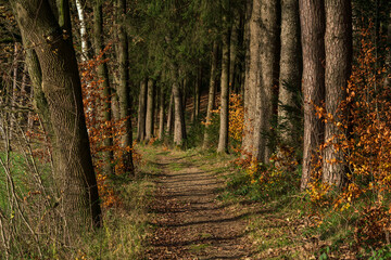 Bavarian Autumn Season Forest Hiking Trail 