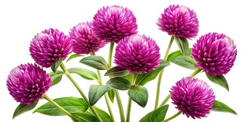 Purple Globe Amaranth Flower Watercolor Painting, High-Resolution Botanical Illustration, Detailed Close-Up