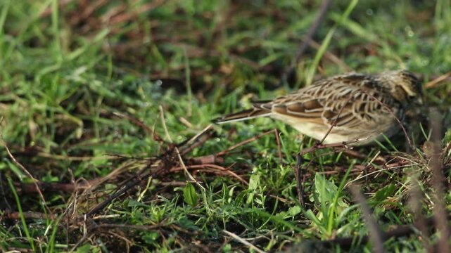 A Skylark, Alauda arvensis, feeding on the ground in a meadow.